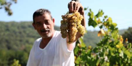 Campania – Pranzo, Visita in Cantina e Vigneti con Degustazione di vini e prodotti tipici vicino Caserta